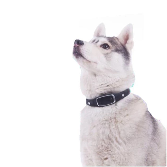 Cat and Dog Waterproof GPS Collar Tracker